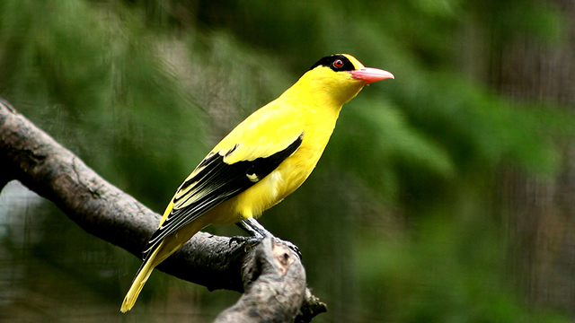  Burung  Kepodang Burung  Pesolek yang Sarat Mitos 