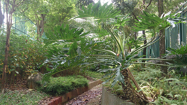 Philodendron Sang Pembentuk Taman Yang Multifungsi