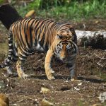 sumatran tiger rehabilitation center