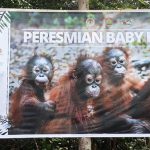 konservasi orangutan
