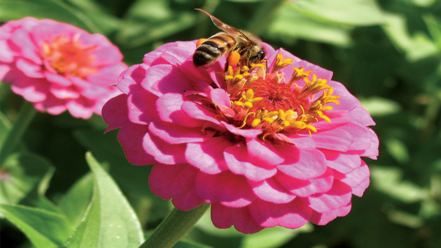 Kembang Kertas  Zinnia  elegans  Mampu Hidup di Luar 