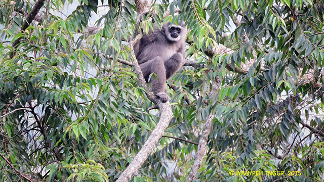 gede pangrango national park