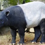 tapir asia