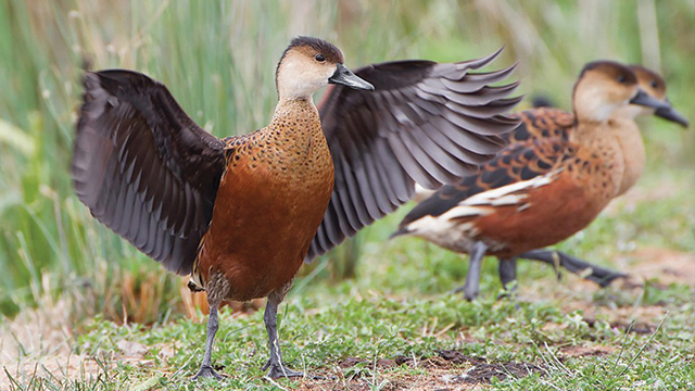  Gambar Burung Di Atas Pohon 