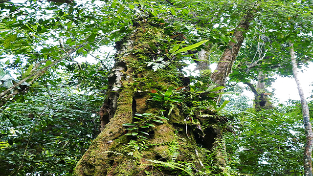 Pohon Ulin  Kayu  Kebanggaan Suku Dayak Greeners Co