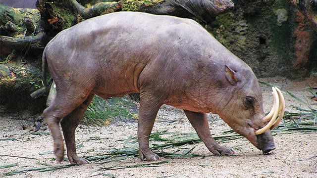 Babirusa Fauna Endemik Sulawesi  yang Semakin Langka  