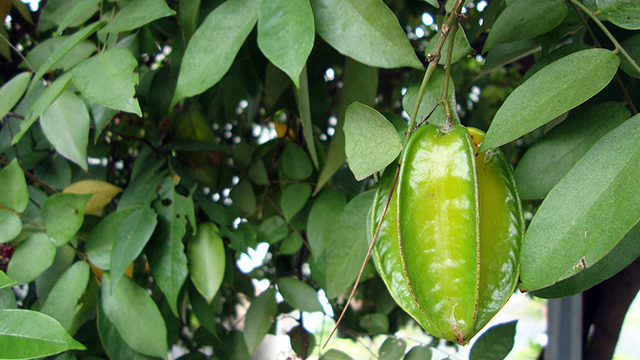 Buah yang ada sepanjang tahun berada di iklim tropis yang mengandung vitamin c dan serat yang tinggi