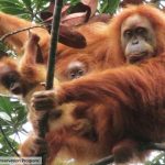 orangutan tapanuli