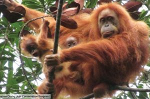 orangutan tapanuli
