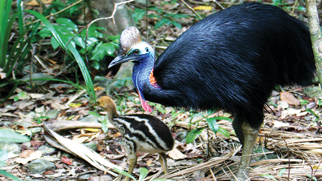 Kasuari Burung Bongsor Khas Papua Greeners Co