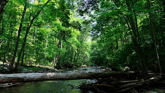sistem baru pengelolaan hutan