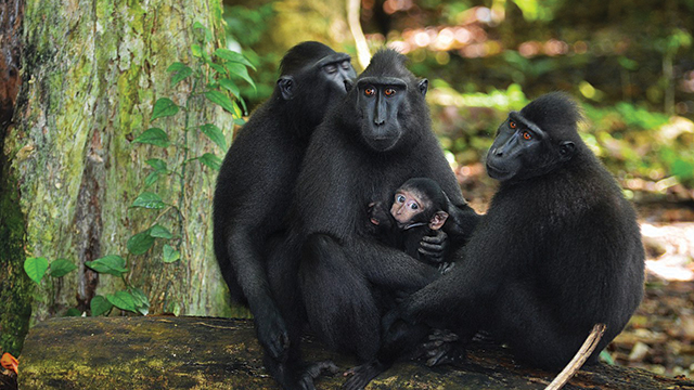 Monyet Hitam Sulawesi Si Hitam Berjambul Greeners Co