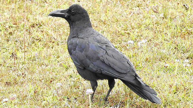 Burung Gagak Si Misterius yang Pandai Bersihkan Sampah 