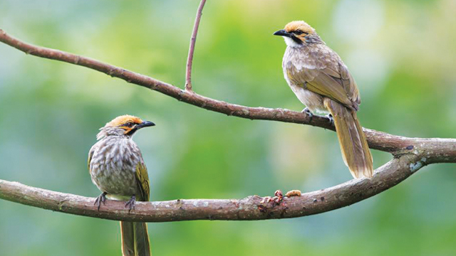 Cucak Rawa Burung Kicauan yang Mudah Stres Greeners Co