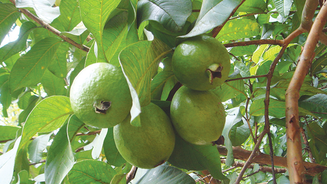 Jambu Biji Daun Dan Buahnya Berkhasiat Obat Greeners Co