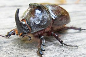 kumbang tanduk
