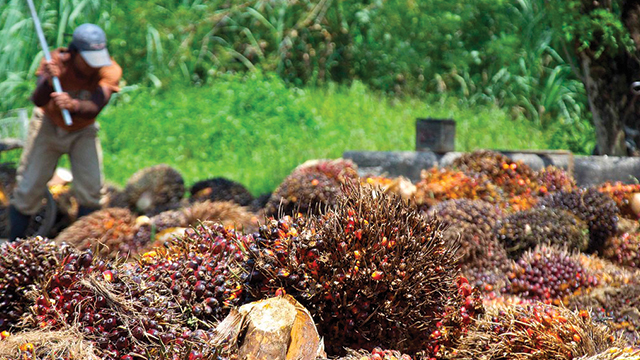 palm oil bill