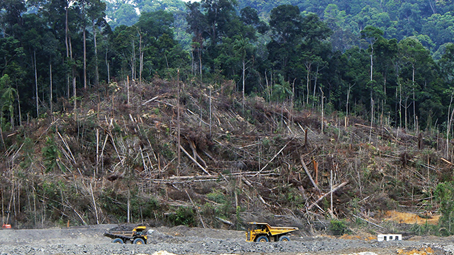 deforestasi indonesia