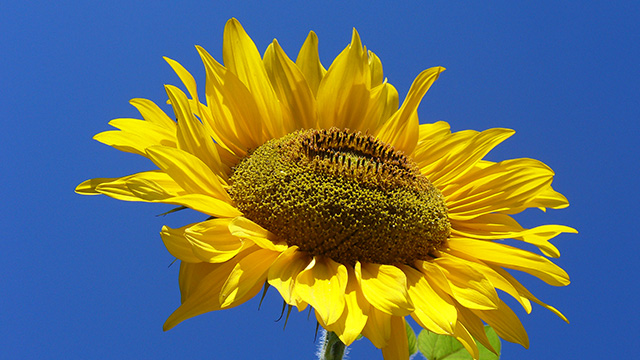 Bunga Matahari Ragam Manfaat Sang Penyerap Energi Surya Greeners Co
