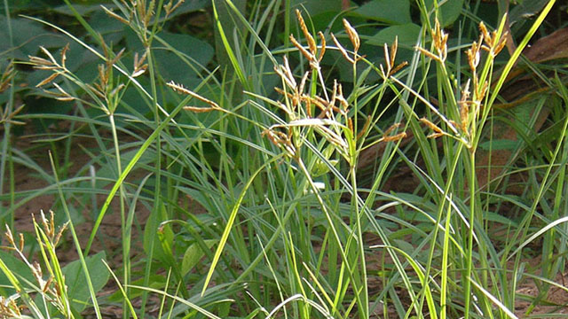  Rumput  Teki  Tanaman Pengganggu yang Berkhasiat Obat 