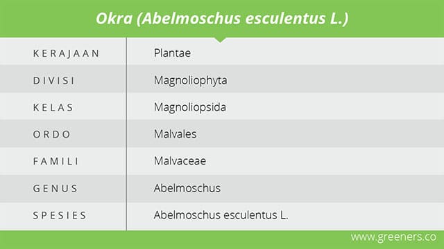 Tabel Klasifikasi Tanaman Okra Abelmoschusi esculentusi L.