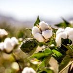 Kapas, Memenuhi Kebutuhan Manusia Sejak Zaman Prasejarah