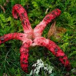 Clathrus archeri Jamur Gurita