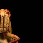 Belalang kayu (Valanga nigricornis)