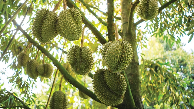  Durian  Raja Para Buah  Greeners Co