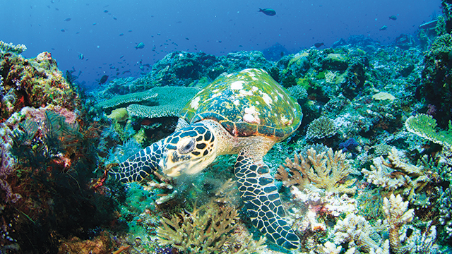 Mikroplastik Mengontaminasi Habitat Biota Laut  Greeners Co