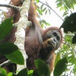 orangutan Tapanuli