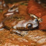 Katak Kepala Pipih Klimantan