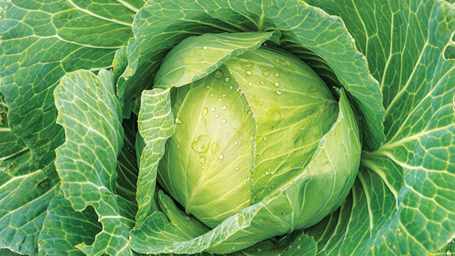 sayuran yang boleh dimakan penderita asam lambung