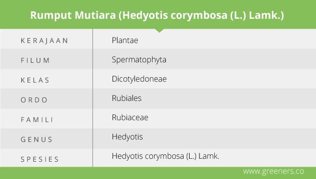 Taksonomi Rumput Mutiara