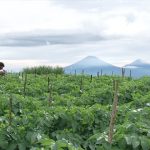 Negeri di Bawah Kabut
