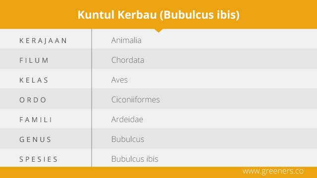 Taksonomi Burung Kuntul Kerbau