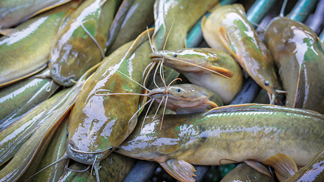 8700 Koleksi Ikan Air Tawar In Indonesia Gratis Terbaik