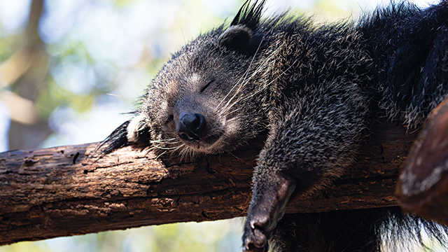 Binturong