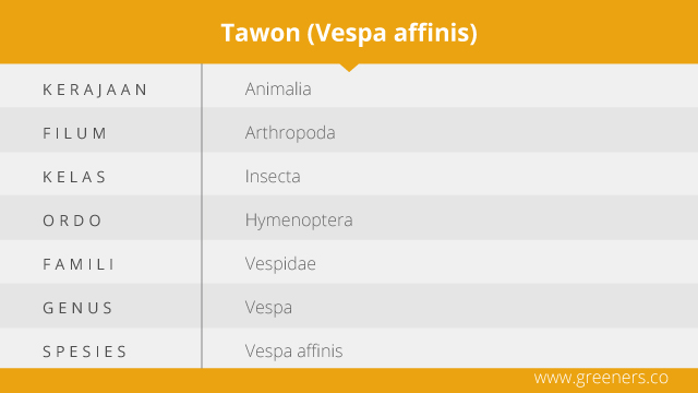 Taksonomi Tawon