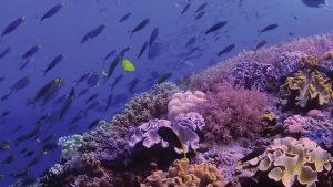 Berpacu dengan Waktu, Selamatkan Terumbu Karang.