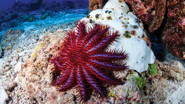 Bintang Laut Berduri