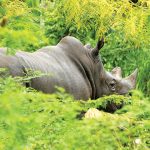 Rhino Population in Indonesia Less than One Hundred