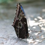 Menengok Kupu-kupu Bidadari dari Bantimurung