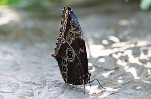 Menengok Kupu-kupu Bidadari dari Bantimurung