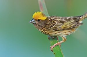 Burung Manyar Jambul