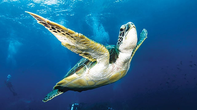 penyu hijau
