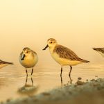Pakar Burung Soroti Perlindungan Burung Bermigrasi