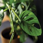 Janda Bolong, Tanaman Hias yang Lagi Jadi Rebutan