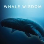 Whale Wisdom: Sibak Kepintaran Paus di Berbagai Belahan Dunia