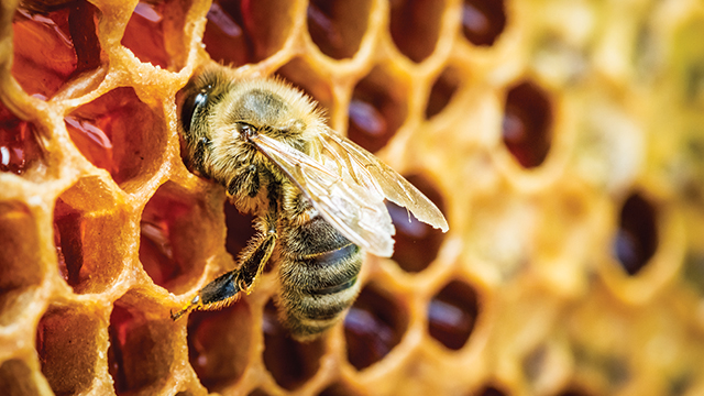 Racun Lebah Madu Berpotensi Lawan Sel Kanker Payudara